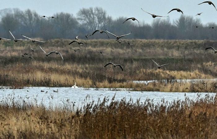 Una antigua cantera inglesa se convierte en santuario para aves amenazadas