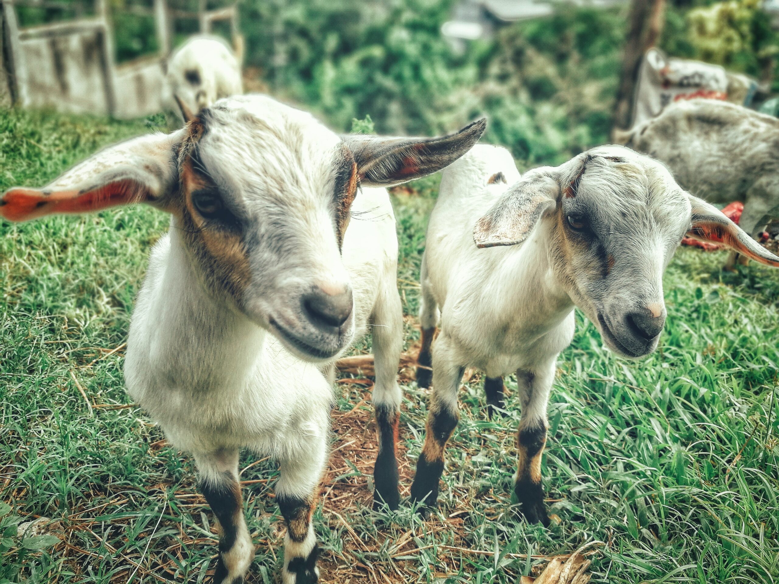 Granja londinense usa cabras para reciclar árboles de Navidad y financiarse