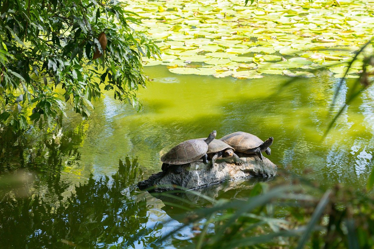 En Colombia liberan a 50 tortugas rescatadas del tráfico ilegal