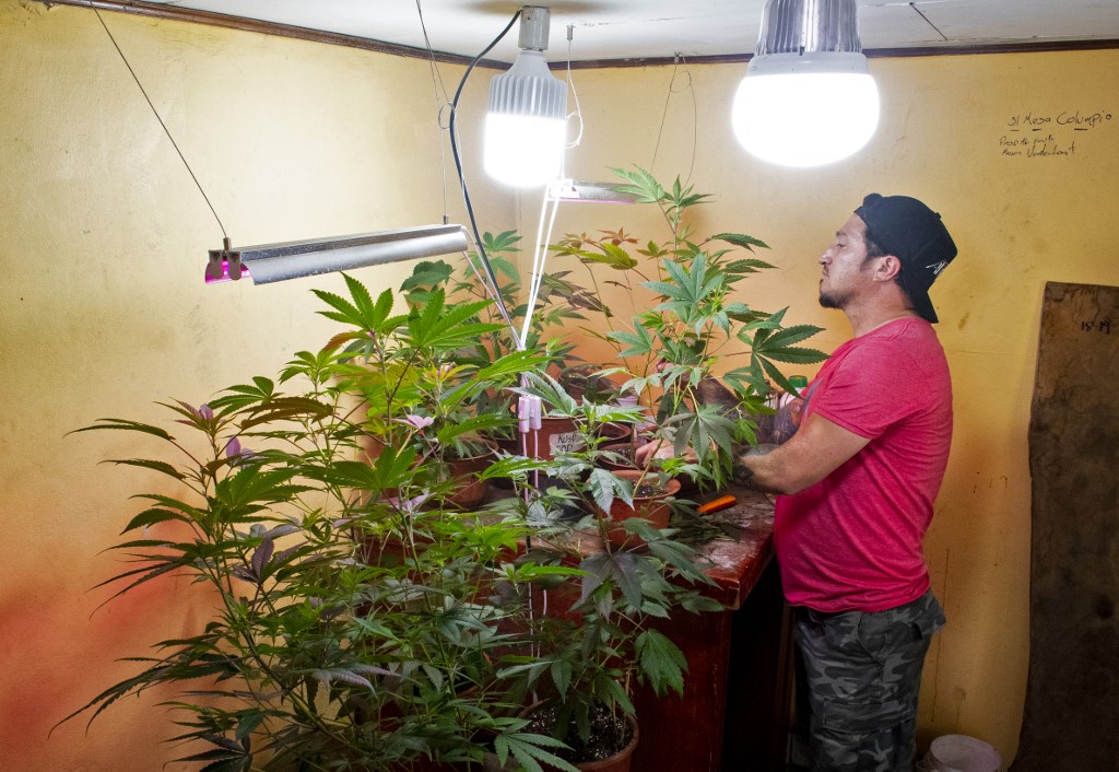 Costa Rica legaliza el cannabis para uso medicinal