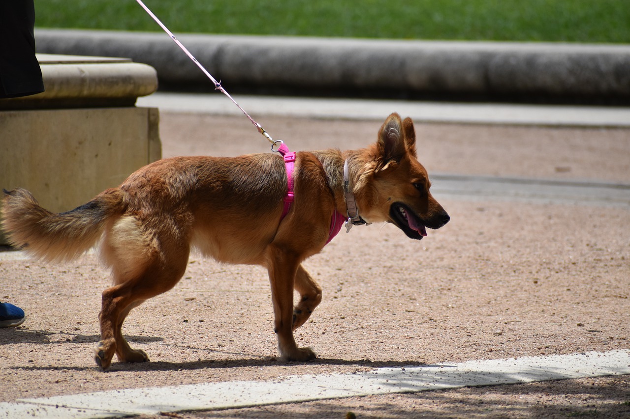 México trabaja con perros para mejorar la eficacia en la detección de COVID-19