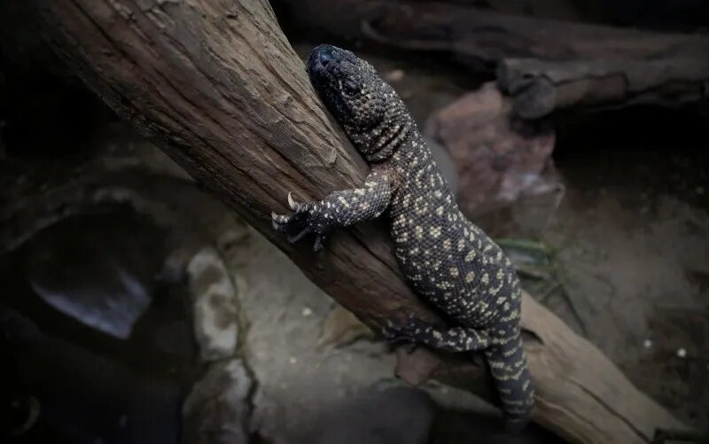 Heloderma, un lagarto venenoso que se resiste a desaparecer de Guatemala