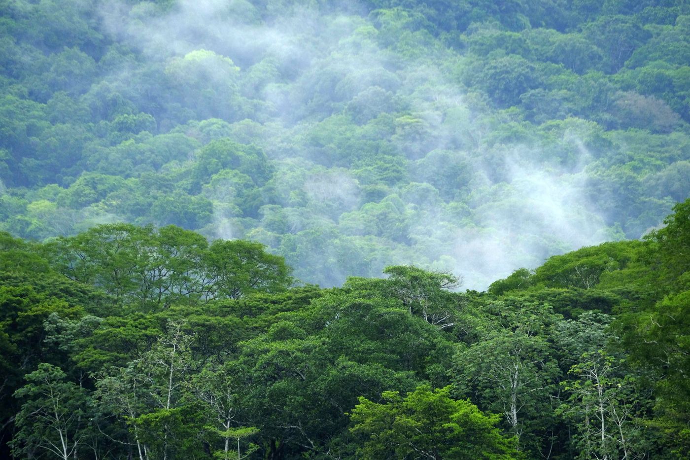 Pagos por servicios ambientales para conservar la biodiversidad de Costa Rica