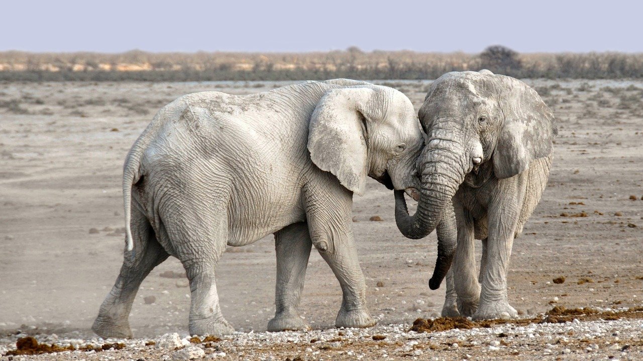 La pandemia afecta la conservación de la vida silvestre en zonas africanas