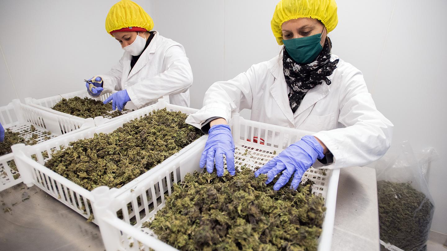 El mercado del cannabis vive su mejor momento en Uruguay