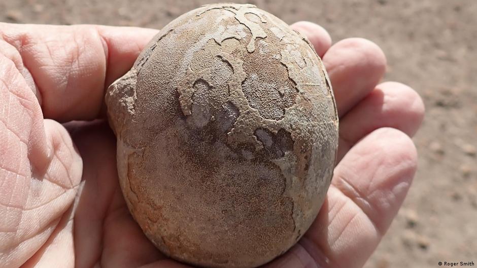 Hallan en Argentina huevos de dinosaurio de hace 193 millones de años