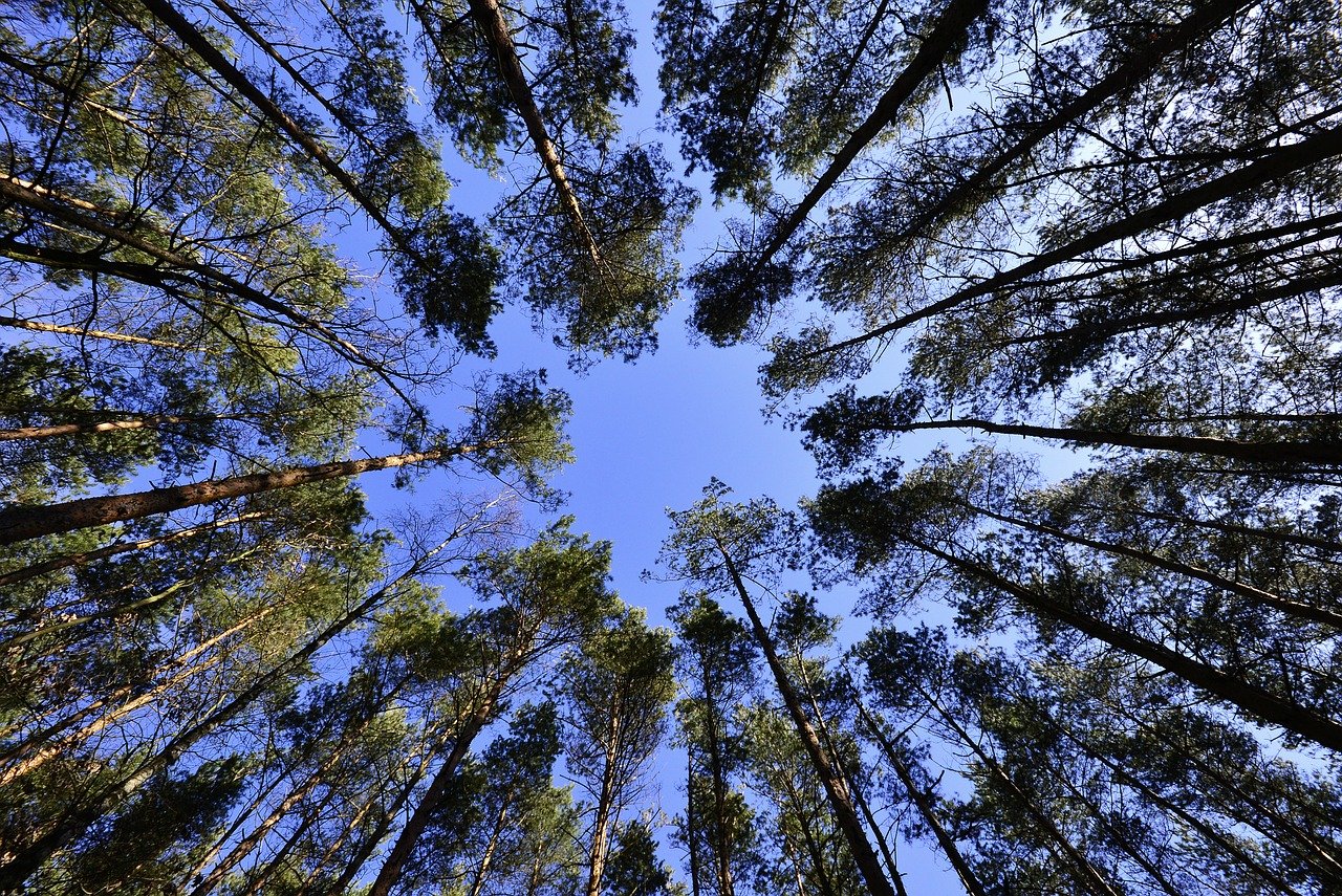 Los árboles como aliados para mitigar el impacto del cambio climático