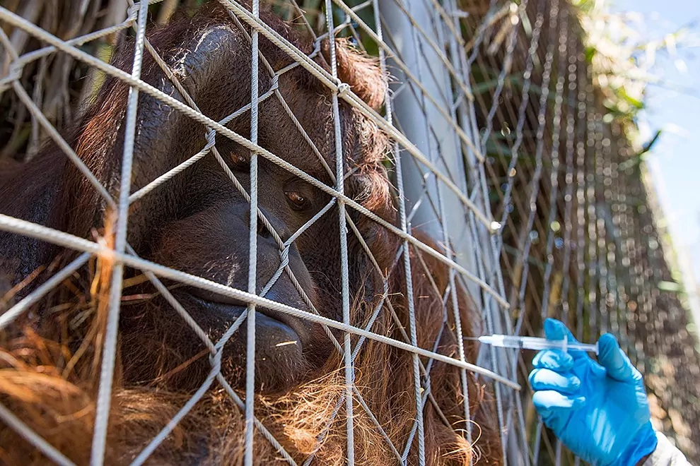 Chile, el primer país de Latinoamérica en vacunar animales contra la COVID-19