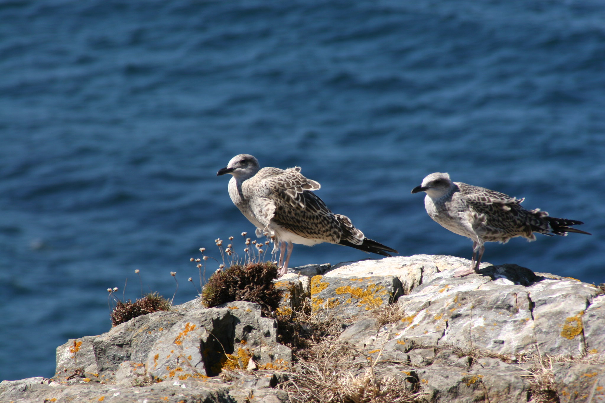 Las gaviotas ayudan a la dispersión de especies de plantas invasoras y nativas