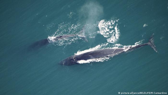 Islandia prevé dejar de cazar ballenas a partir de 2024