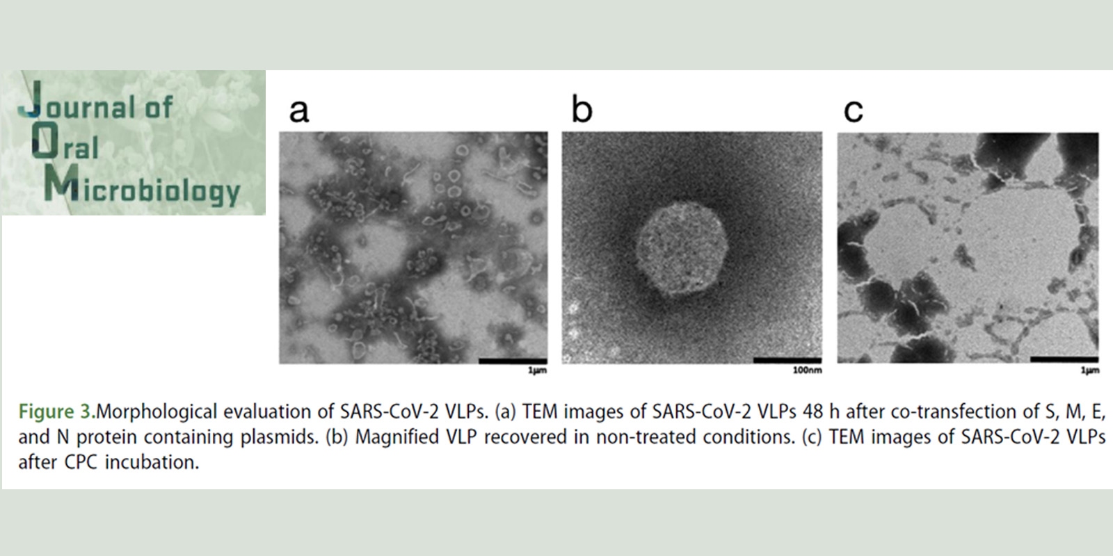 La membrana del virus SARS-CoV-2 estalla con algunos enjuagues bucales