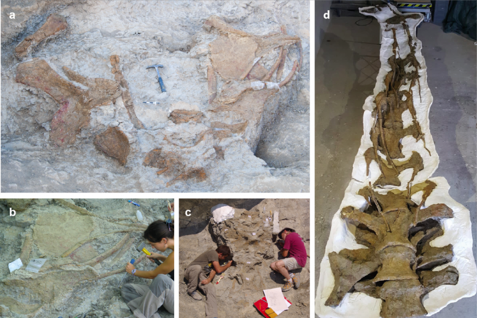 Descubren una nueva especie de dinosaurio que vivió en el Pirineo