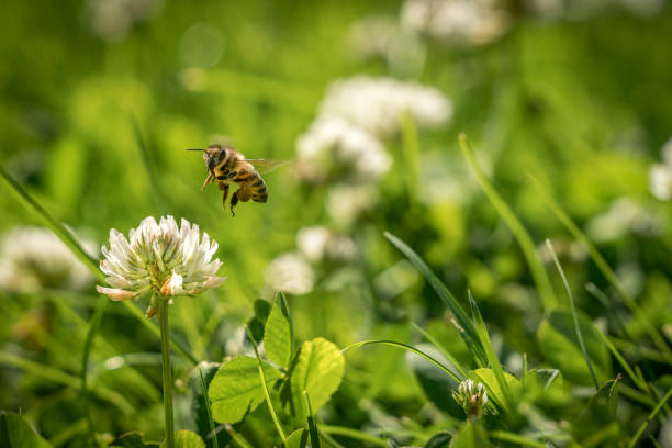 Galicia, un oasis donde sobrevive la abeja melífera silvestre en Europa