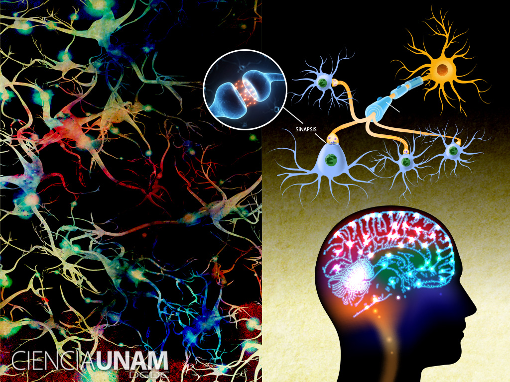 Redes de neuronas, misterio para los estudiosos del cerebro