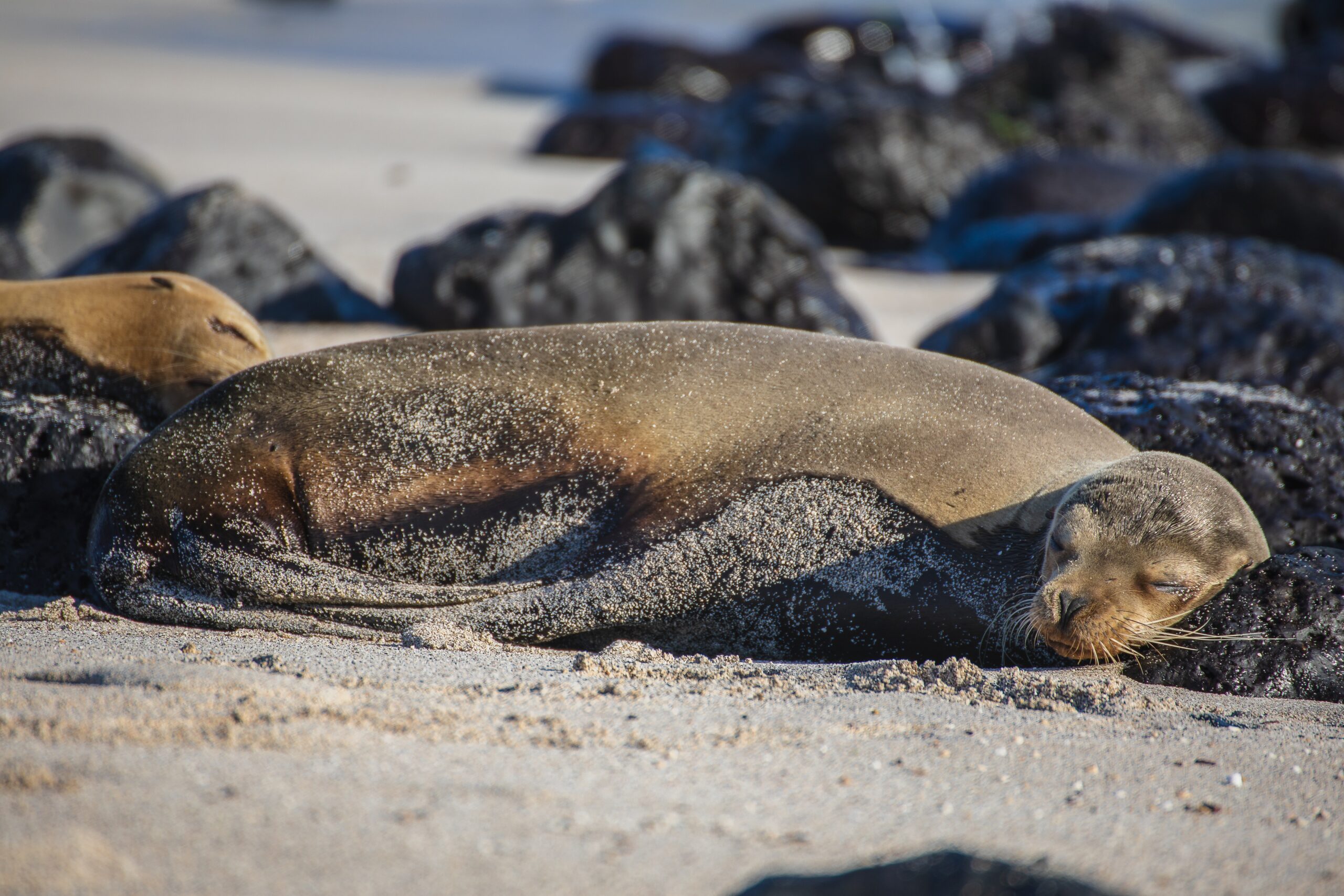 Galápagos acoge el primer Simposio Científico Ecuador-Israel