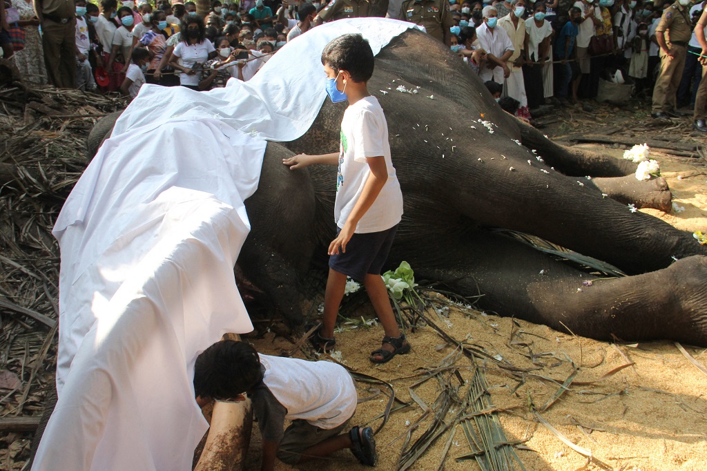 El elefante más sagrado de Sri Lanka muere a los 68 años