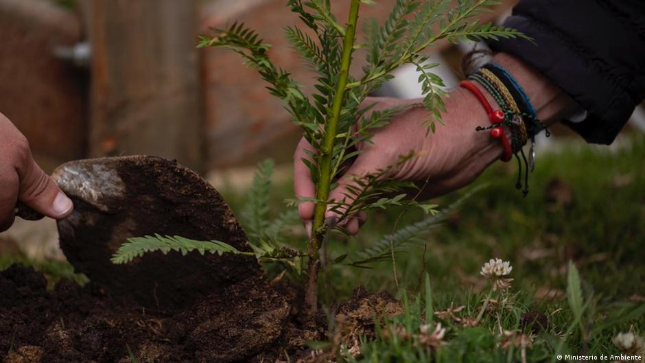 En Costa Rica buscan sembrar 6 millones de árboles por víctimas de COVID-19