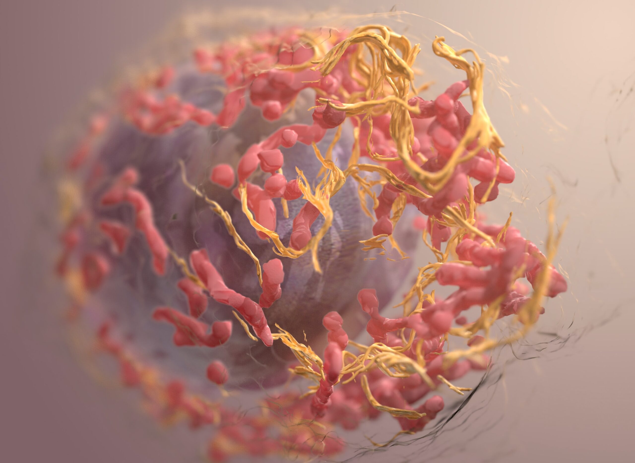 Omomyc: una proteína que sirve contra tumores primarios y metástasis