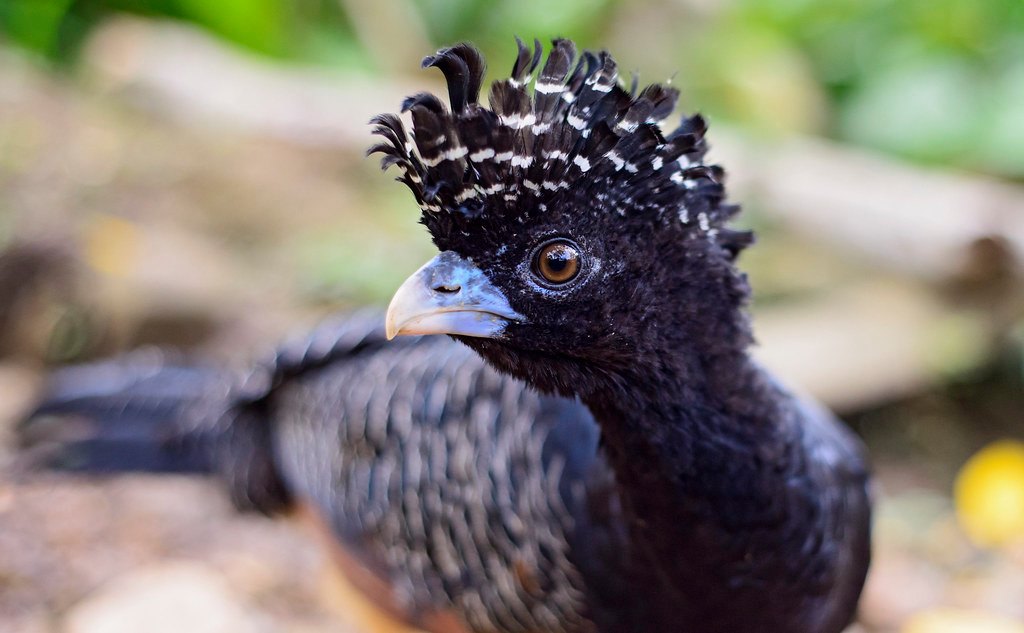 Paujil de pico azul, la endémica ave colombiana en peligro de extinción