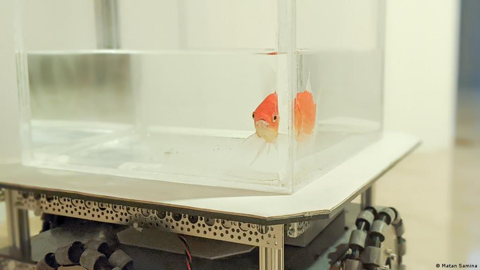 Un estudio demuestra que los peces rojos pueden “conducir” en tierra firme