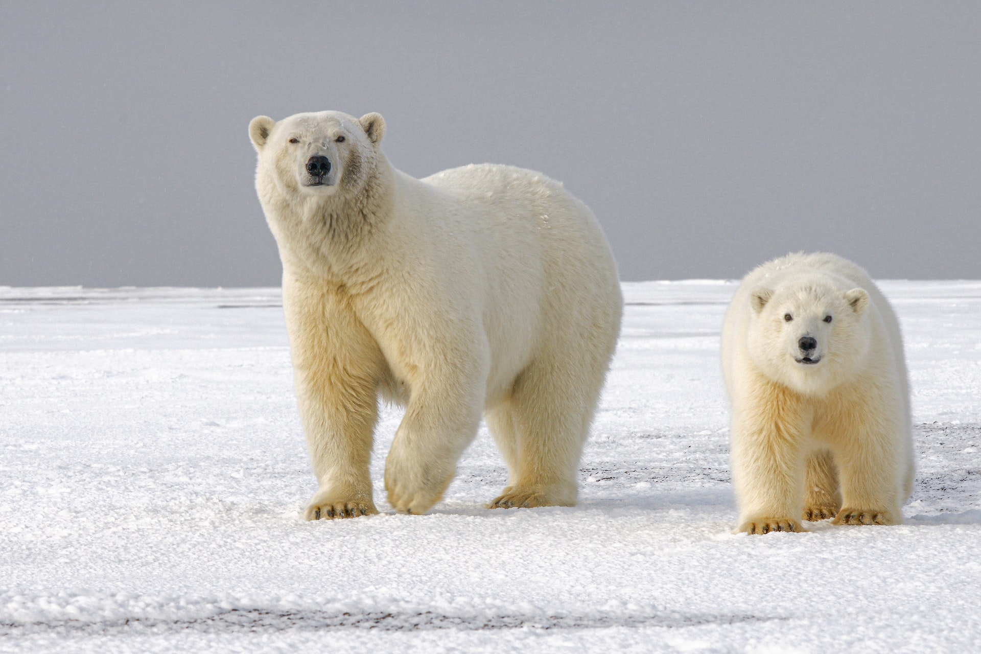 ¿Cómo afecta el cambio climático a los animales salvajes?