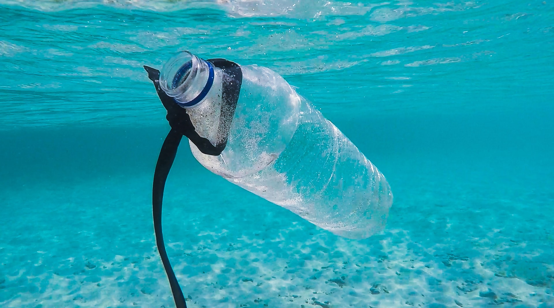 El plástico, el contaminante que pone en peligro a los animales de la costa argentina