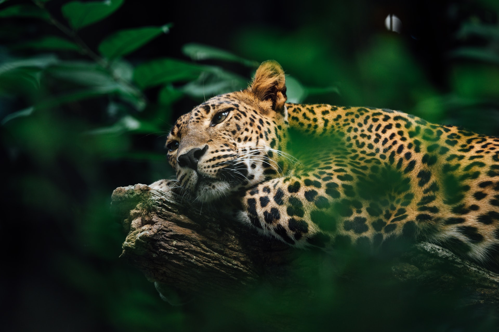 El jaguar, el felino más grande de América