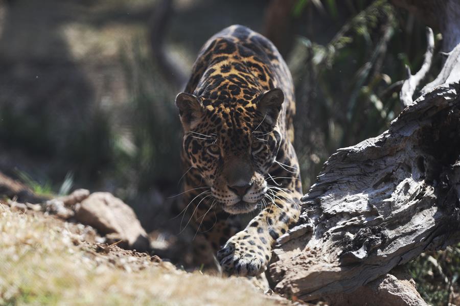 “Reino animal”, un santuario para la conservación de jaguares en México