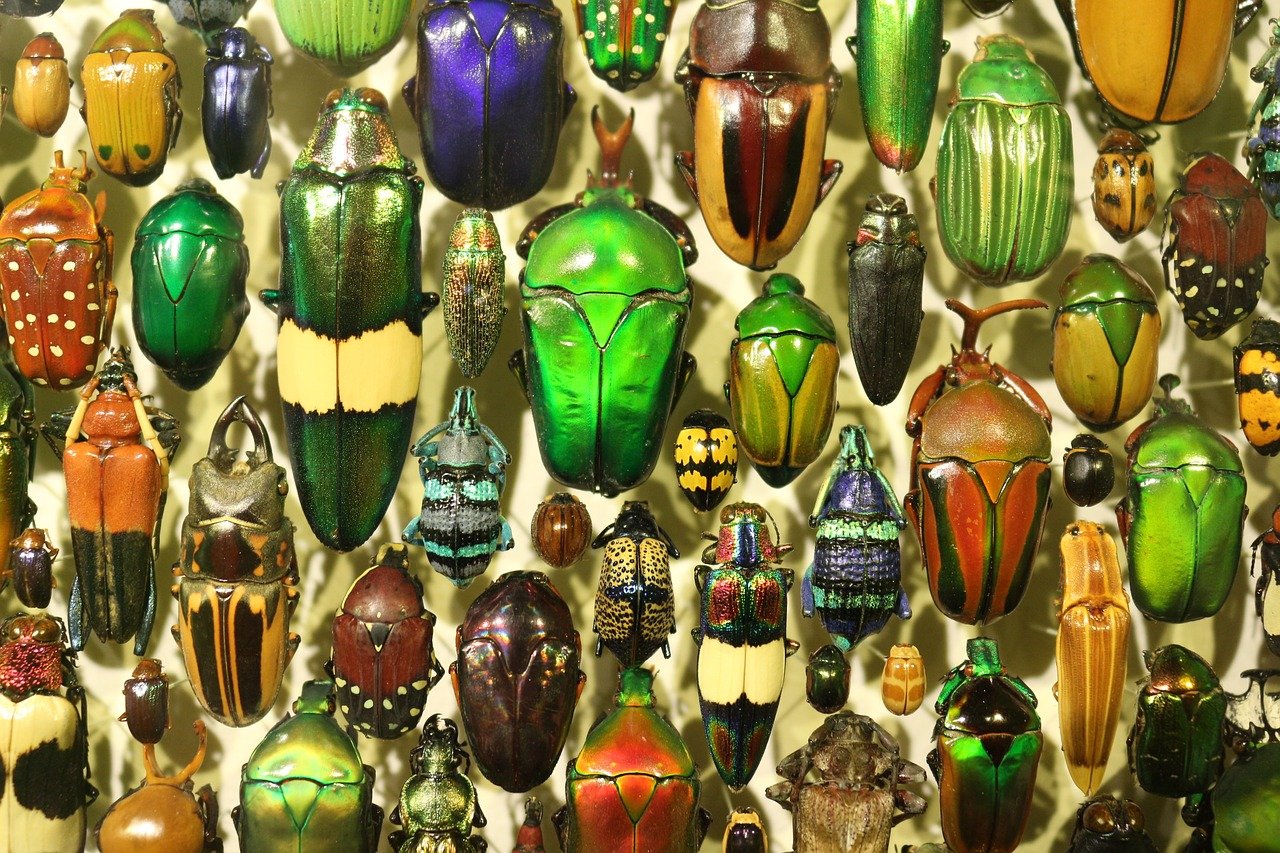 El Salvador conserva un museo con más de 70 mil especies de insectos