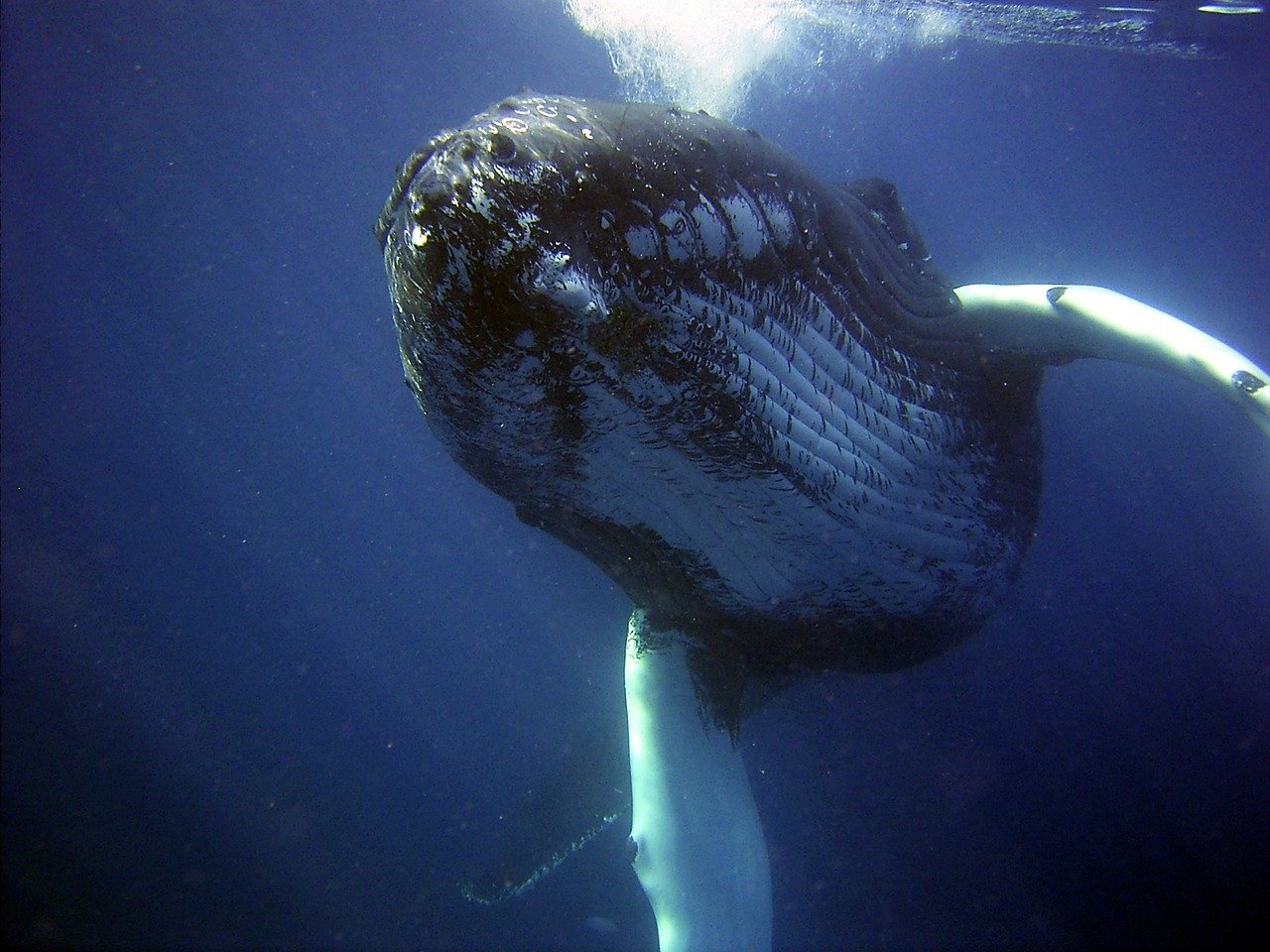 República Dominicana confirma aumento de ballenas jorobadas