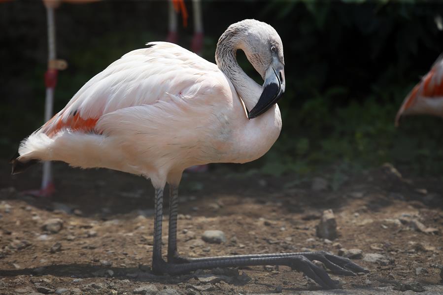 Estudio revela que cambio climático y minería de litio afecta a los flamencos