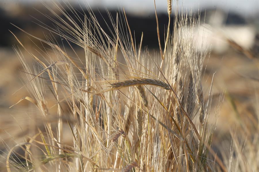 La guerra amenaza la cadena de alimentos y fertilizantes a nivel mundial: FAO