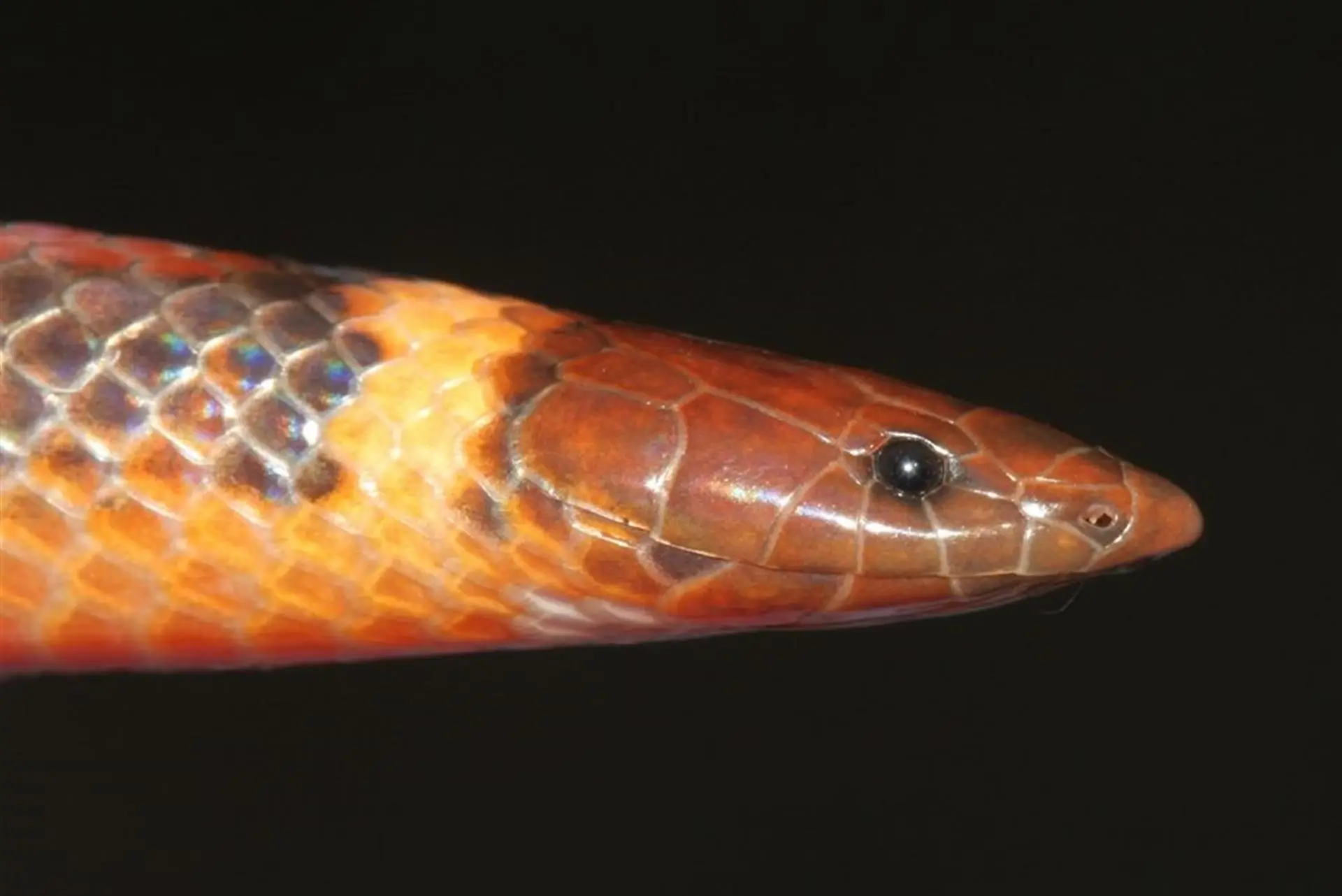 Descubren nueva especie de serpiente subterránea en Paraguay