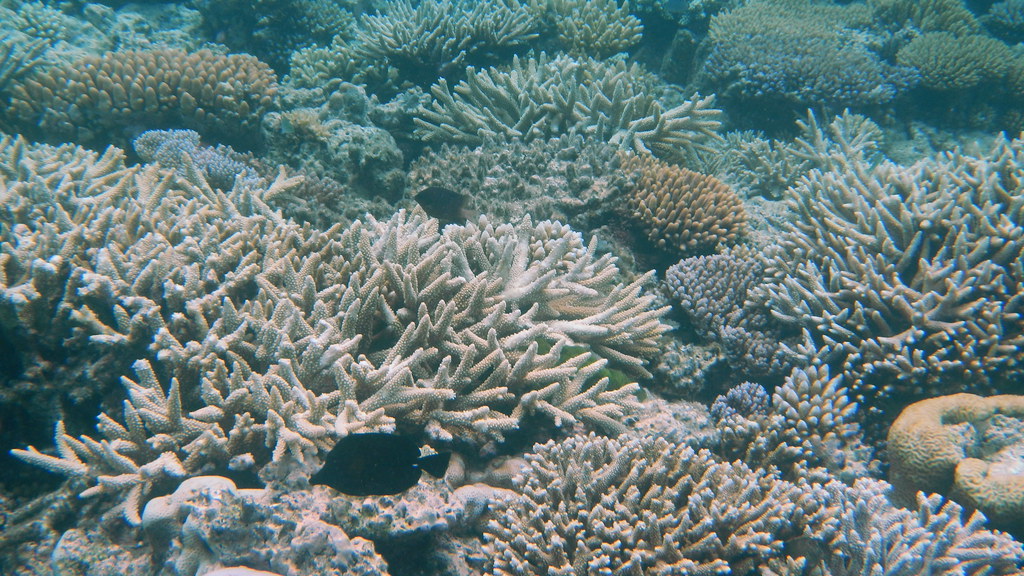 La Gran Barrera de Coral de Australia sufre un «blanqueamiento masivo»