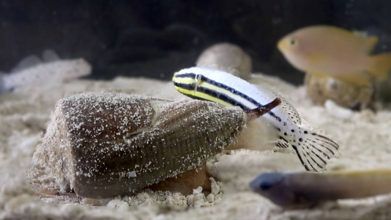 El veneno de un caracol esconde un compuesto potencialmente analgésico