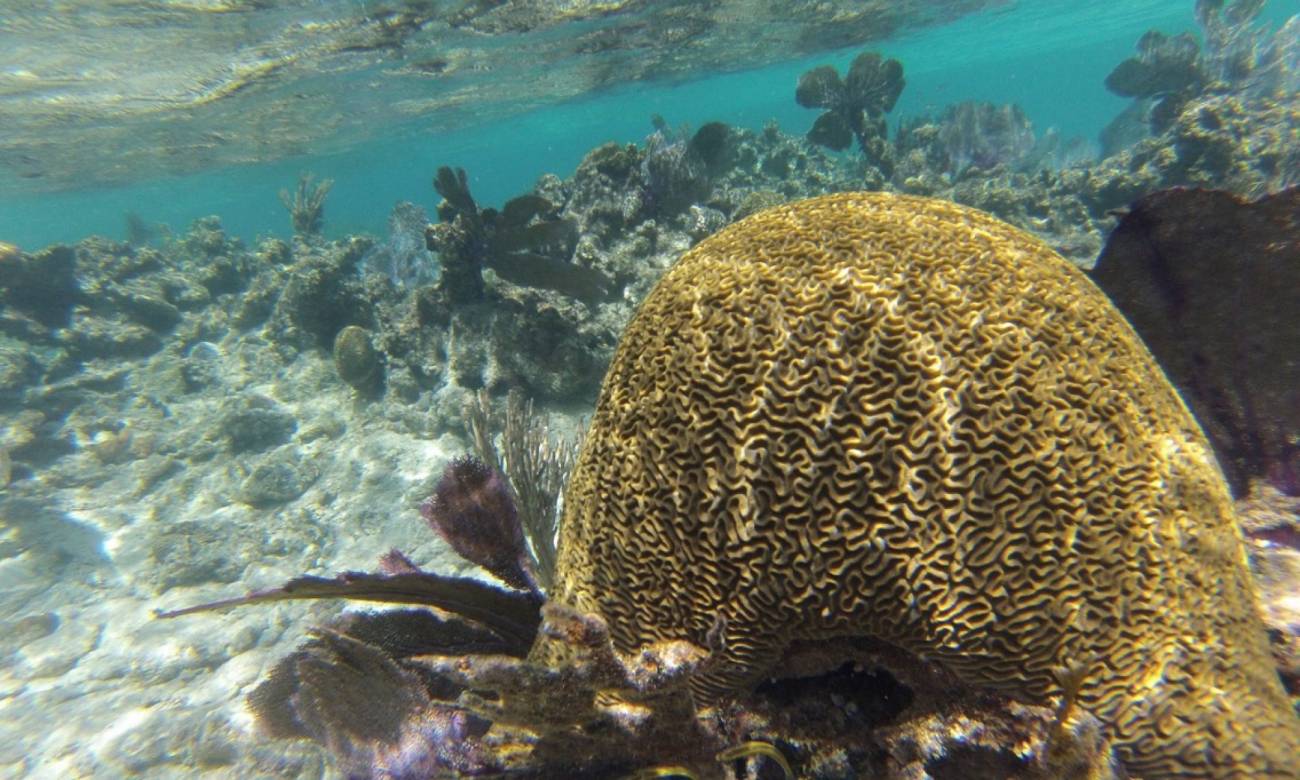 Los corales del Caribe llevan más de un siglo calentándose