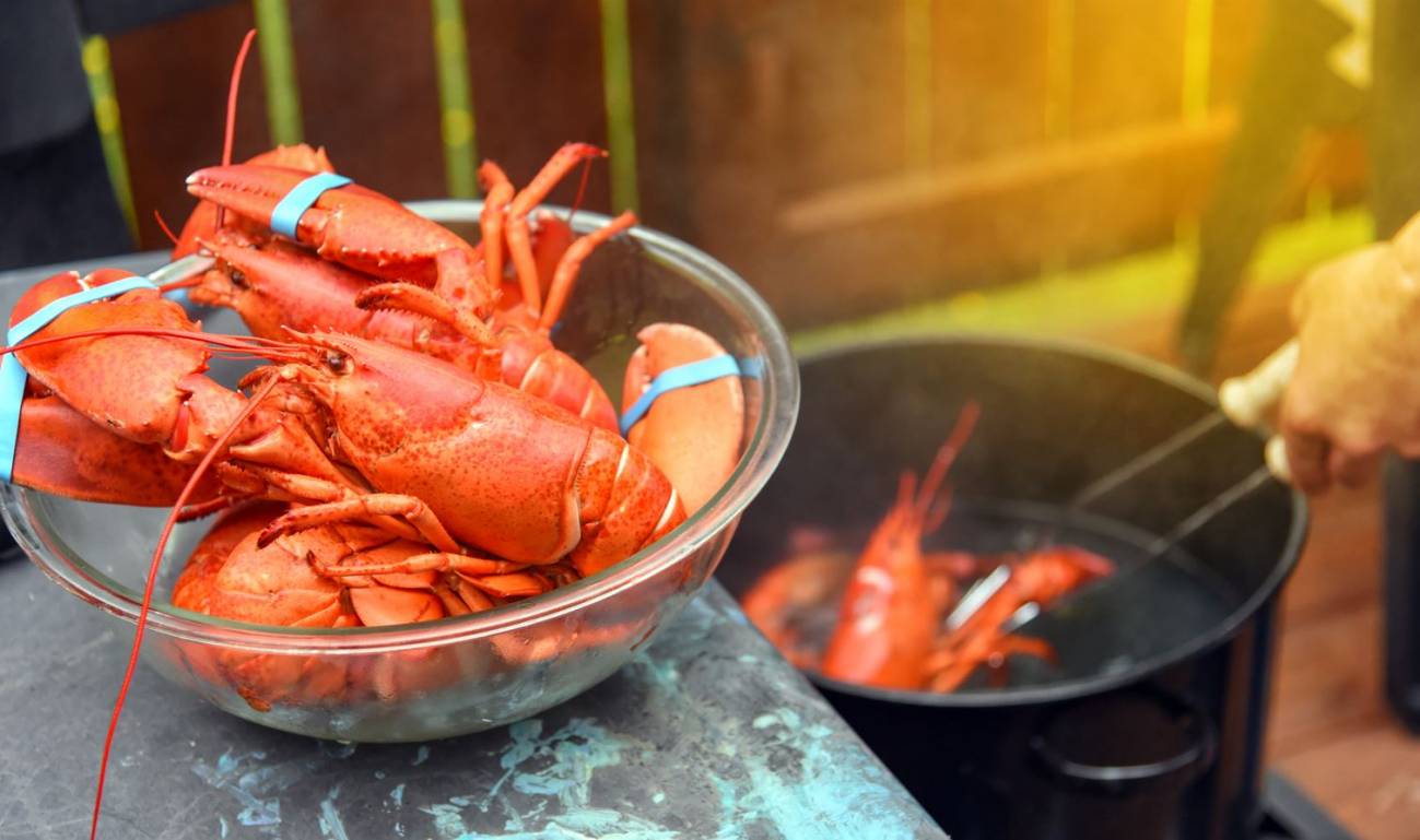 ¿Sienten emociones pulpos, calamares y cangrejos?