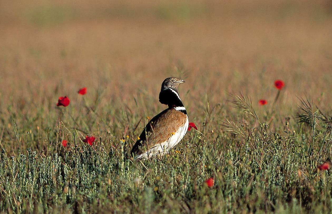 Un nuevo atlas de la avifauna ibérica alerta sobre la pérdida de biodiversidad