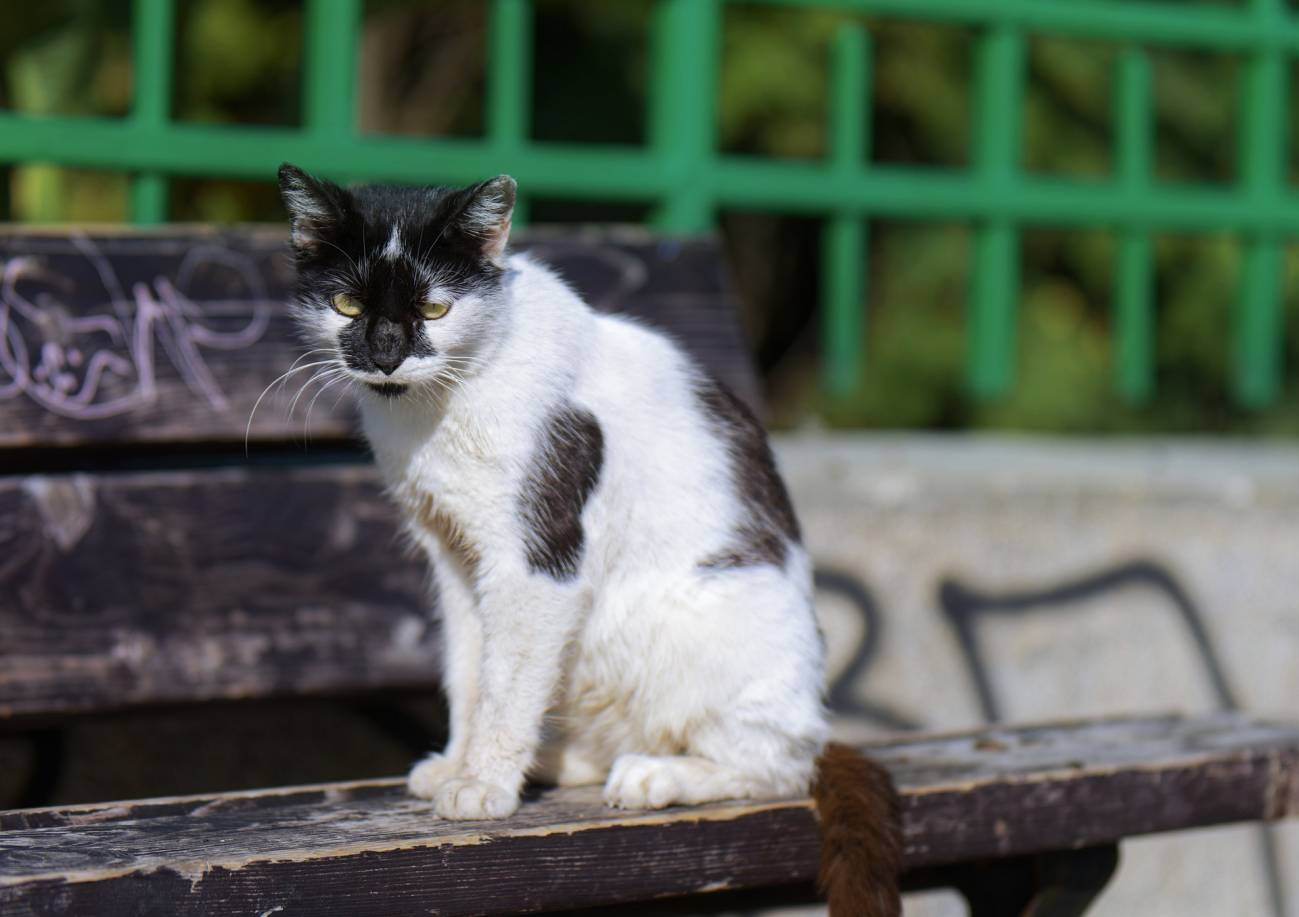 Sin colonias de gatos callejeros para mejorar la biodiversidad urbana