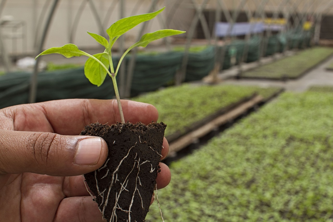 Lanzan aplicación móvil para apoyar a los agricultores de Trinidad y Tobago