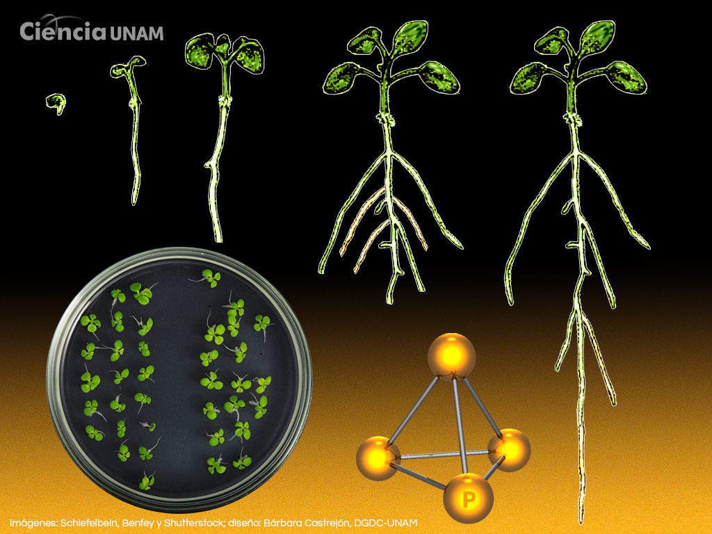 Cómo responden las plantas a la escasez de fosfato en el suelo