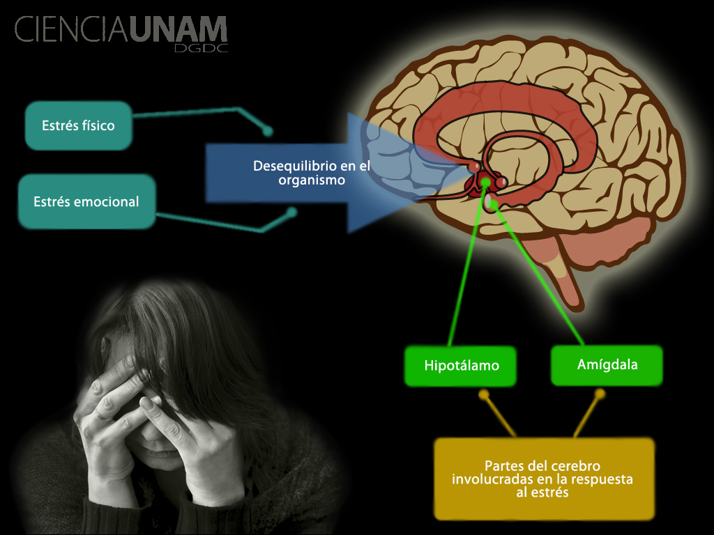 Estrés ¿qué pasa en el cerebro?