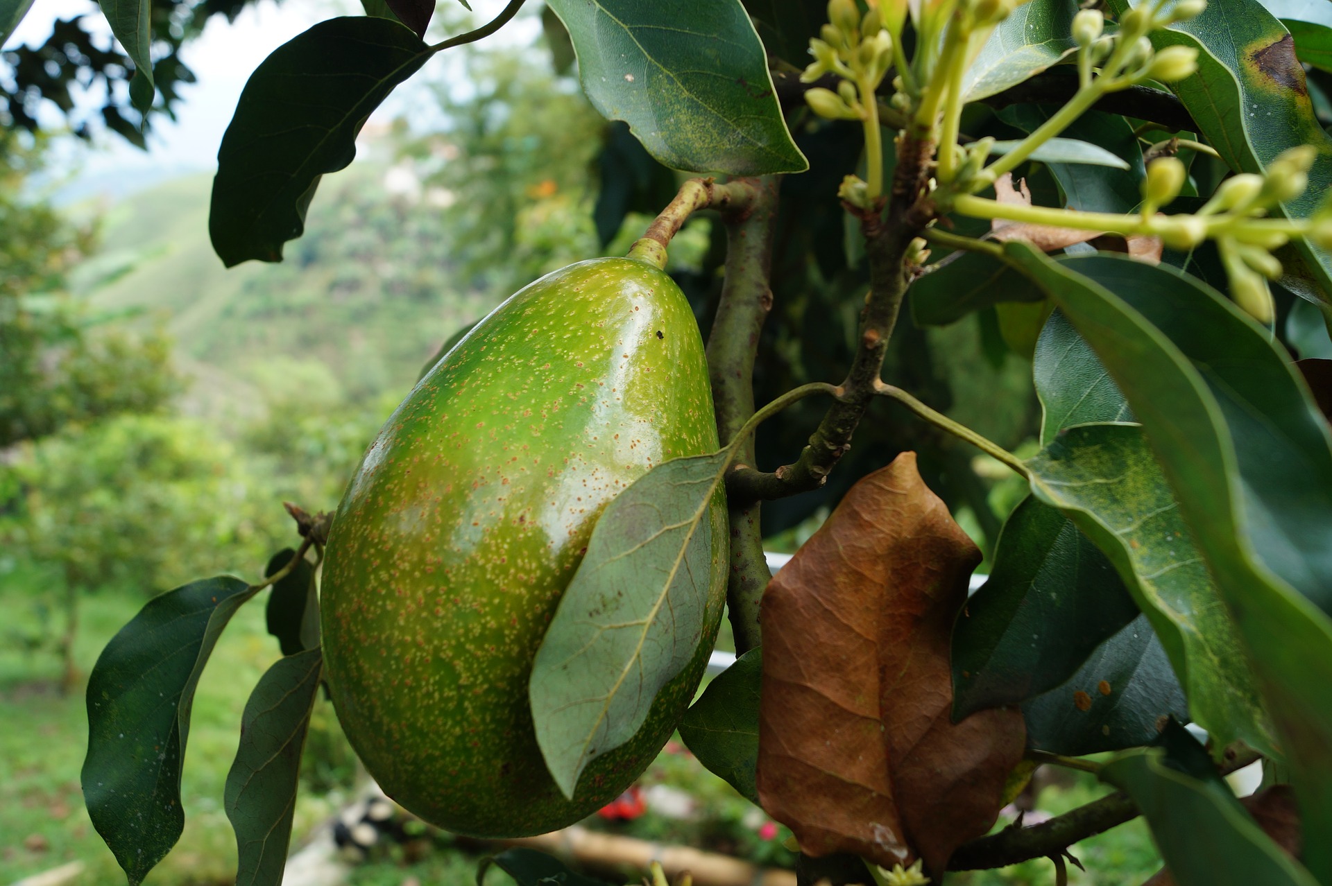 La ingesta de aguacate, asociada con un menor riesgo cardiovascular