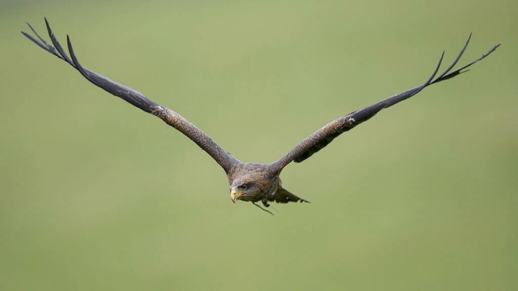 El plomo de la munición de la caza está envenenando a las rapaces en Europa