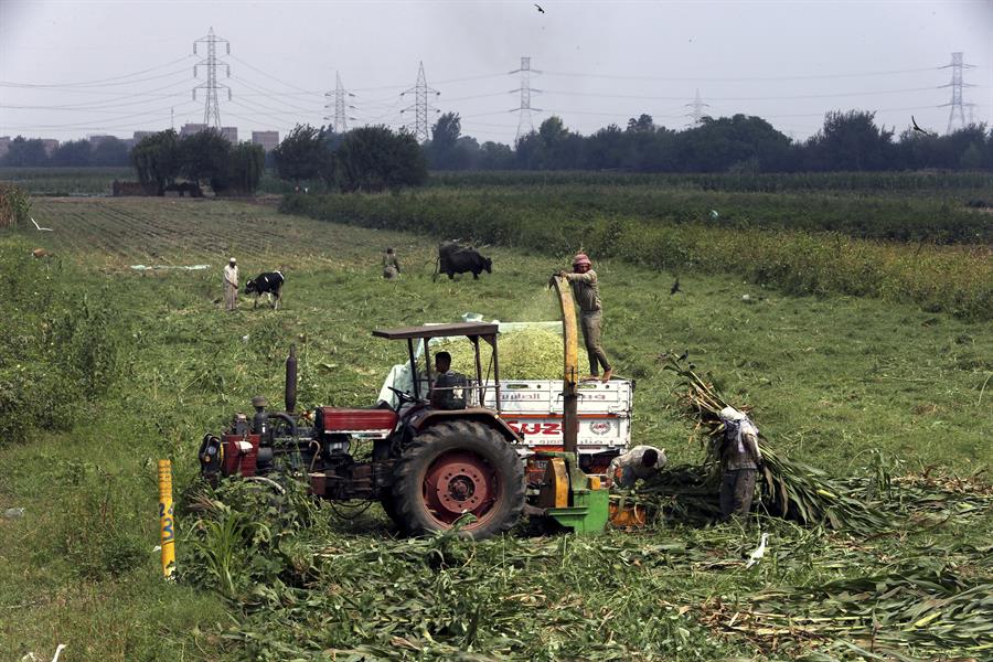 Egipto amplía la prohibición de exportación al maíz y al aceite por la guerra