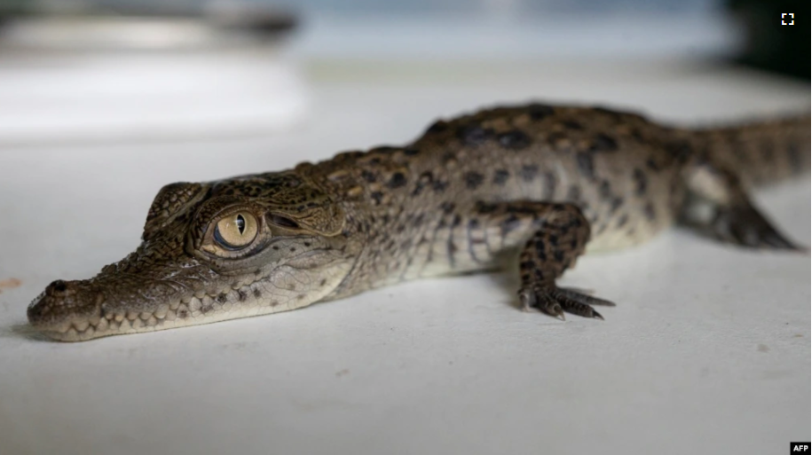 Cuatro cocodrilos americanos en peligro de extinción nacen en zoológico de Perú