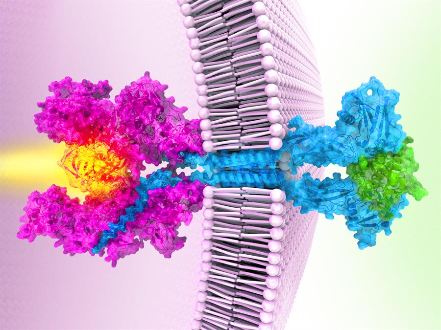 Tras más de 20 años científicos resuelven la estructura de una proteína clave