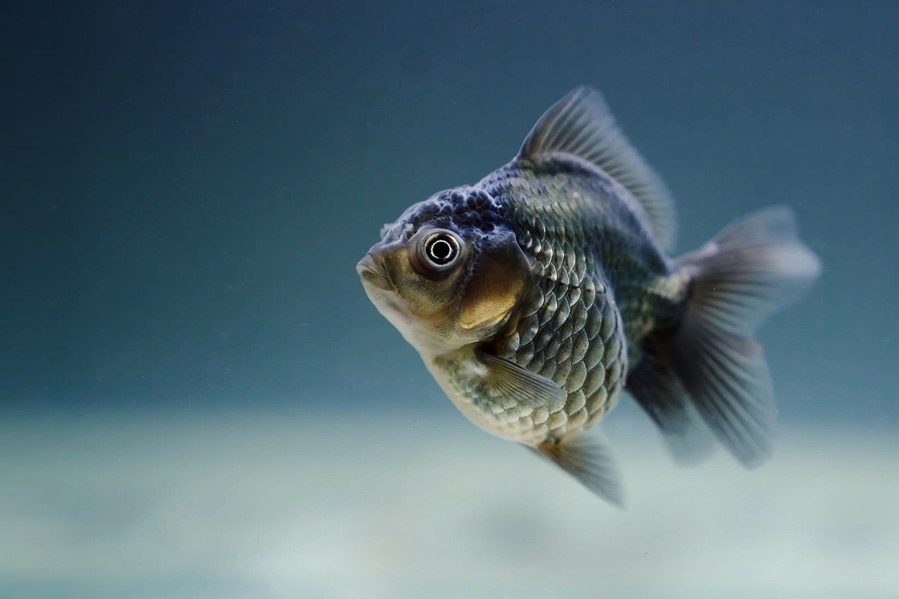 Científicos hallan en ojos de peces «impresionante» dinámica de la visión