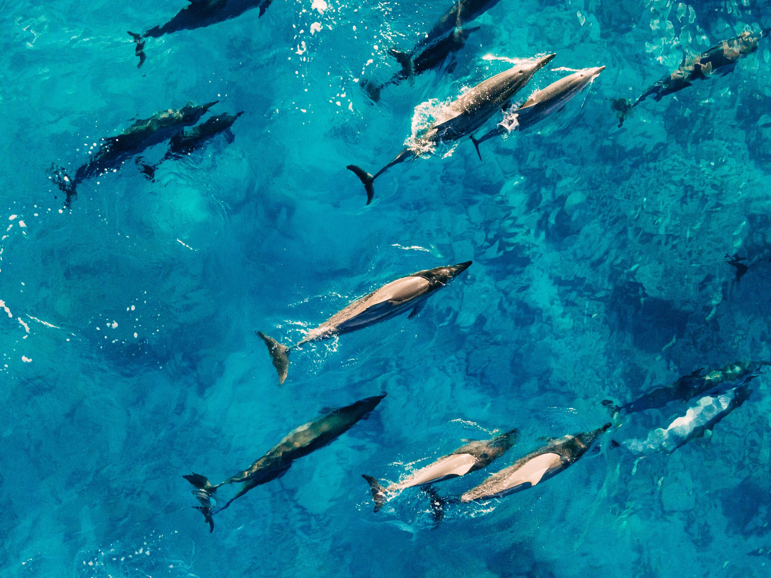 Más de 20 delfines encontrados muertos en una playa de Turquía