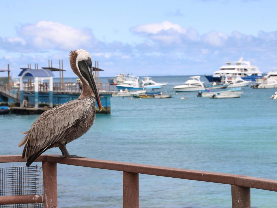 Comienza a regir en Ecuador la nueva reserva marina en torno a Galápagos